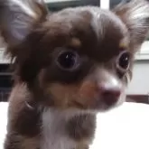 チワワ(ロング)