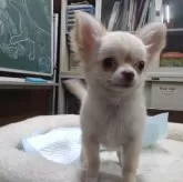 チワワ(ロング)