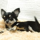 チワワ(ロング)