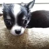 チワワ(ロング)