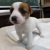 ジャックラッセルテリア【愛知県・女の子・2024年11月8日・ホワイト&タン】の写真4