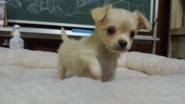 ID：1903-02348の子犬