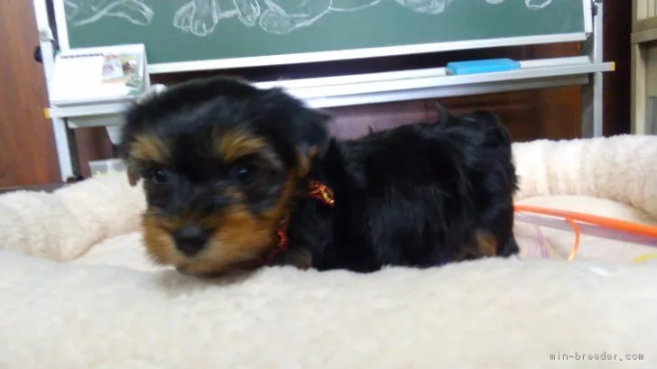 ID:1805-02421の子犬