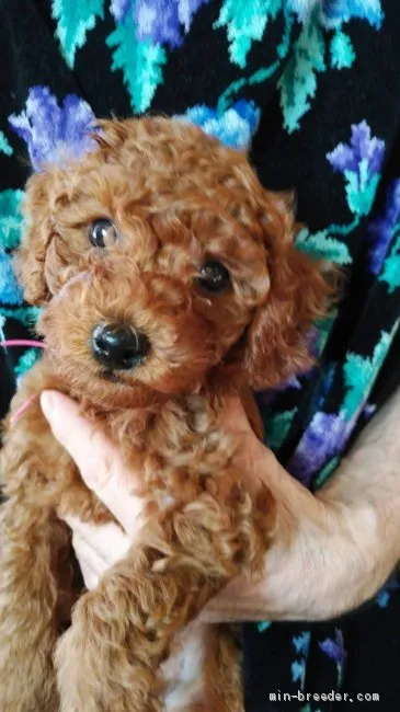 ID:2001-00327の子犬