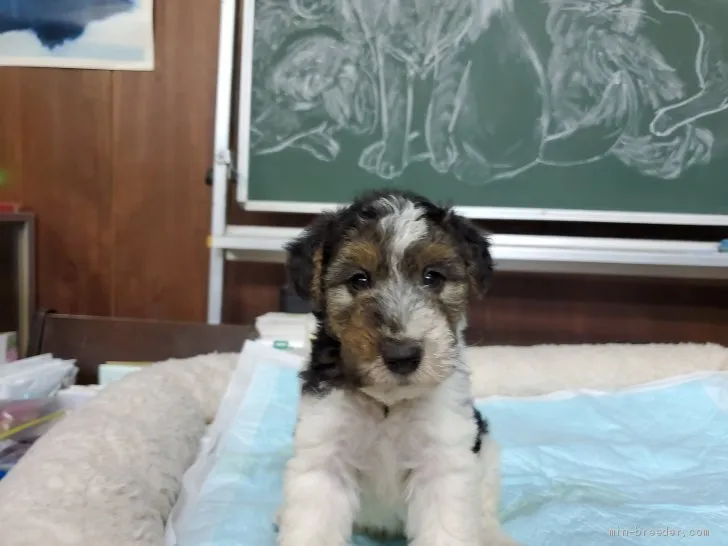 ID:2006-02366の子犬