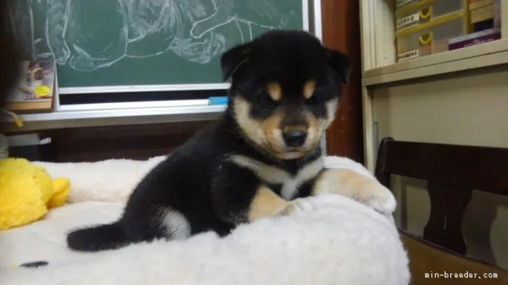 ID：1811-01853の子犬