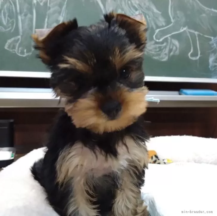 ID:2402-05332の子犬