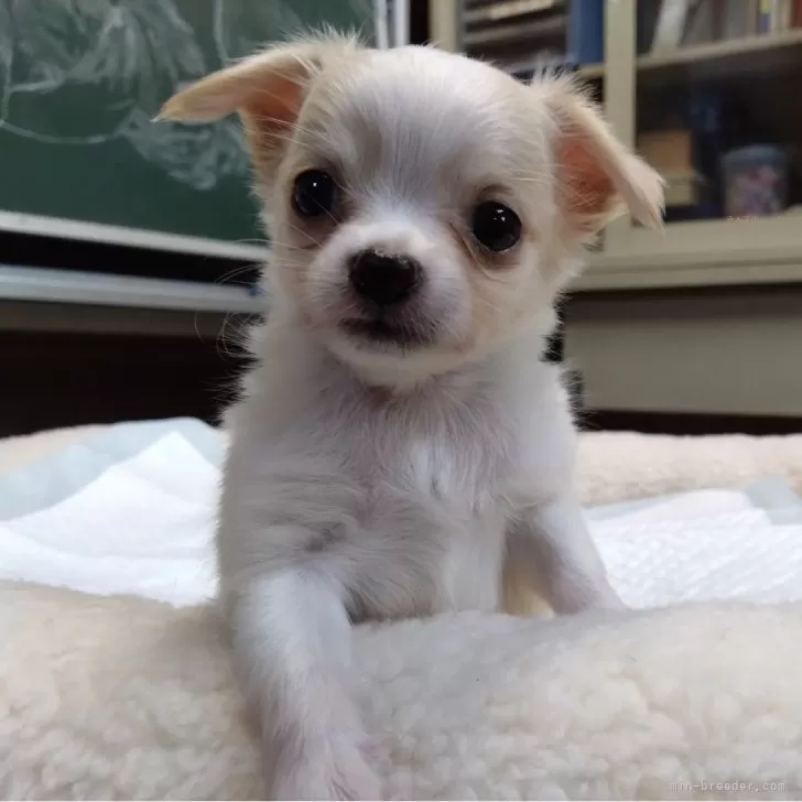 ID:2405-02101の子犬