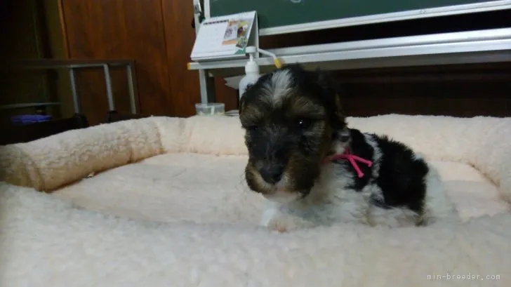 浪岡良恵 様のお迎えした子犬