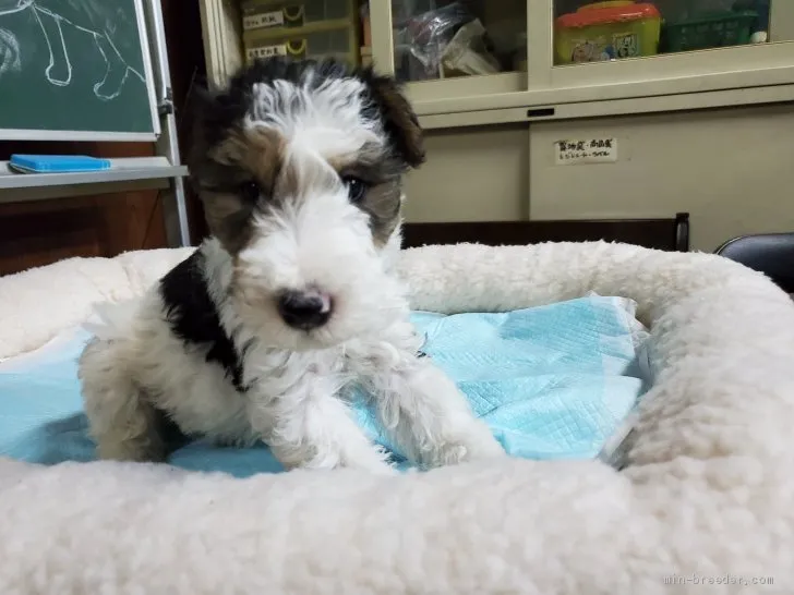 Z.N 様のお迎えした子犬