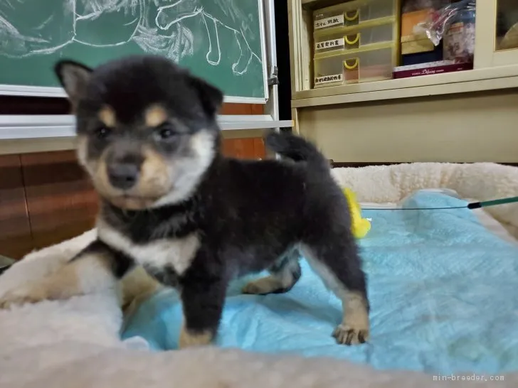 ID:1909-03231の子犬