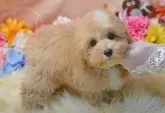 ミックス(トイプードル×ミックス)【埼玉県・男の子・2025年8月10日・アプリコット】の写真7