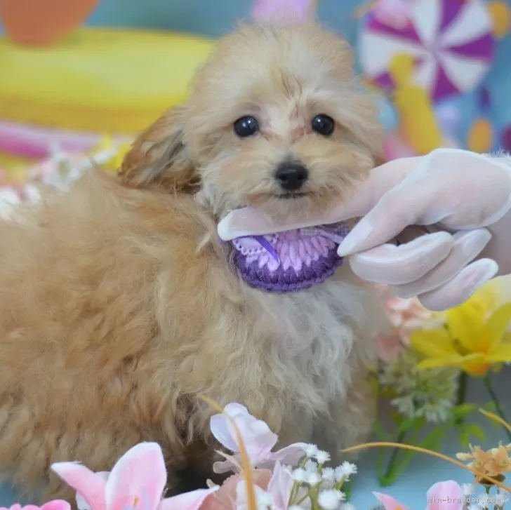 ID:2501-00524の子犬