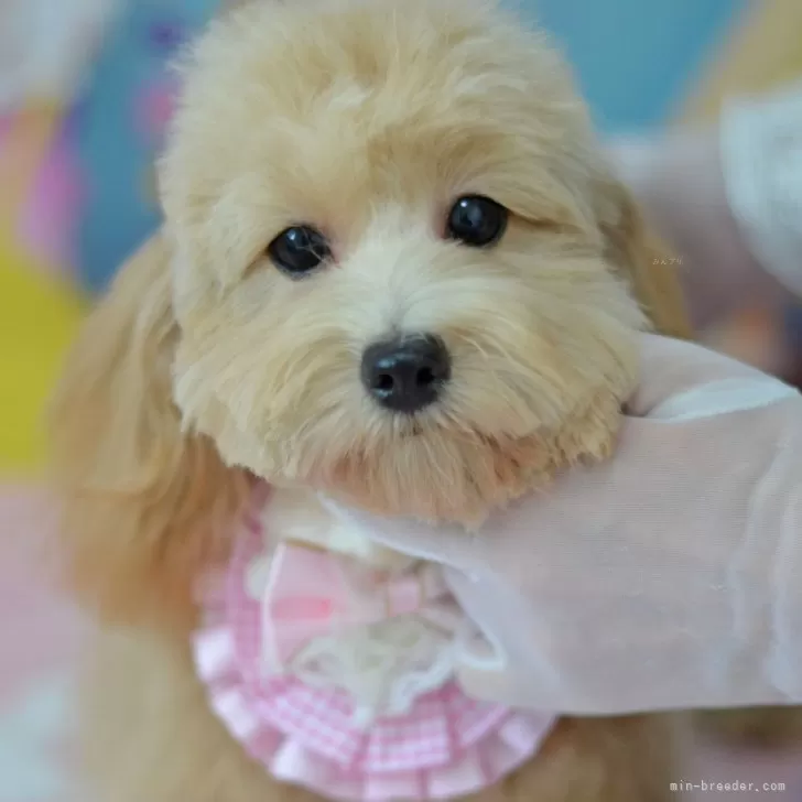 M.K 様のお迎えした子犬
