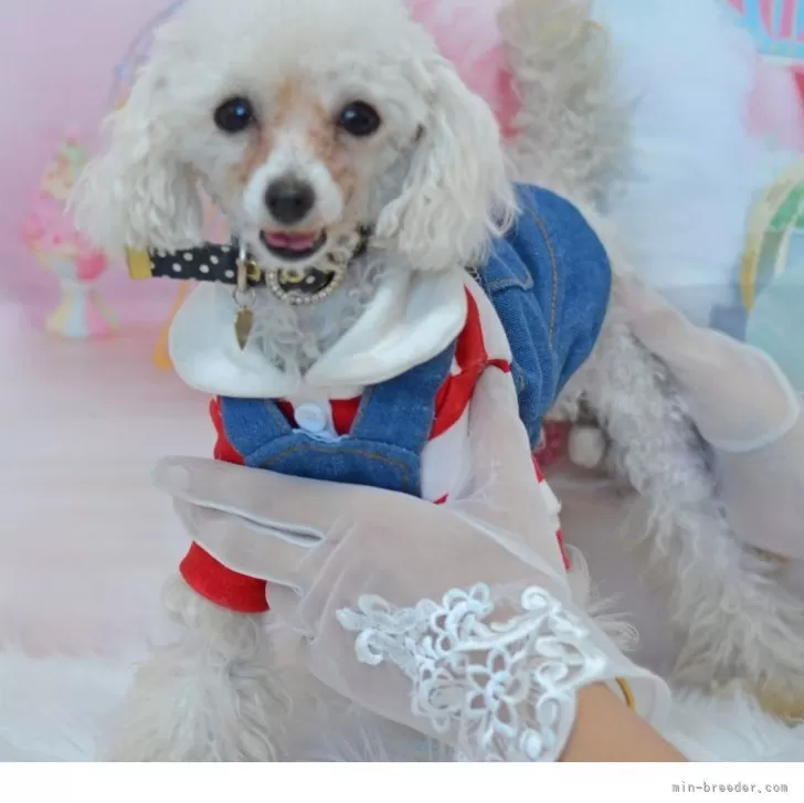 ティーカッププードル【埼玉県・女の子・2024年7月14日・ホワイト】の写真1「1月2日現在1,1kｇ」