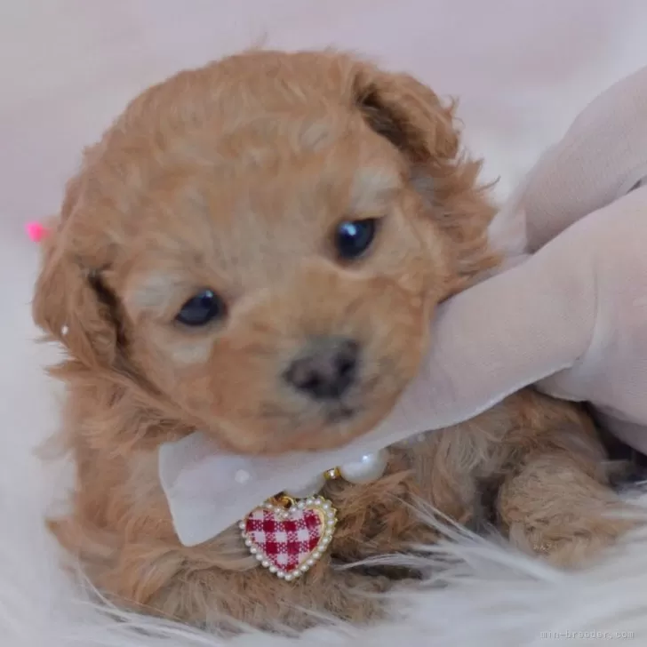 ID:2502-04599の子犬