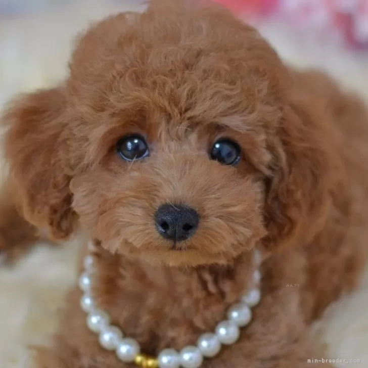かっけー 様のお迎えした子犬