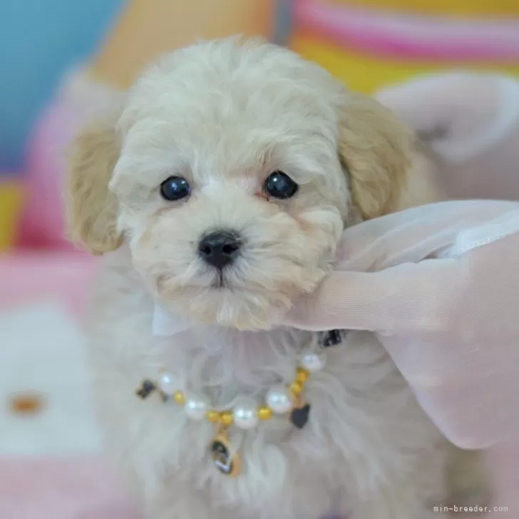 ID：2412-02821の子犬