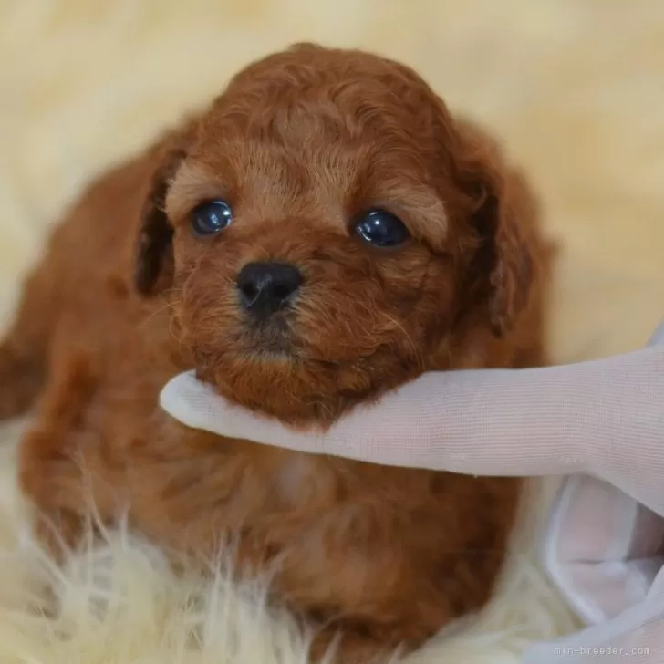 ID：2507-08689の子犬
