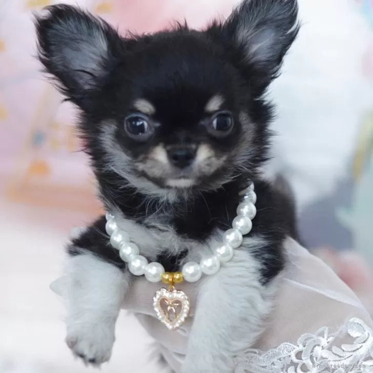 H.O 様のお迎えした子犬