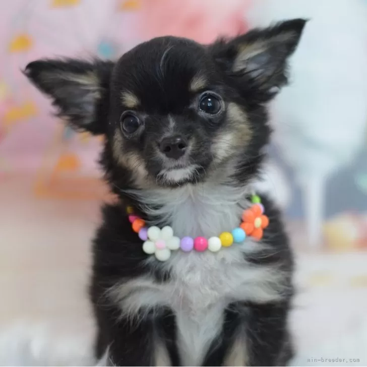 ID：2409-03862の子犬