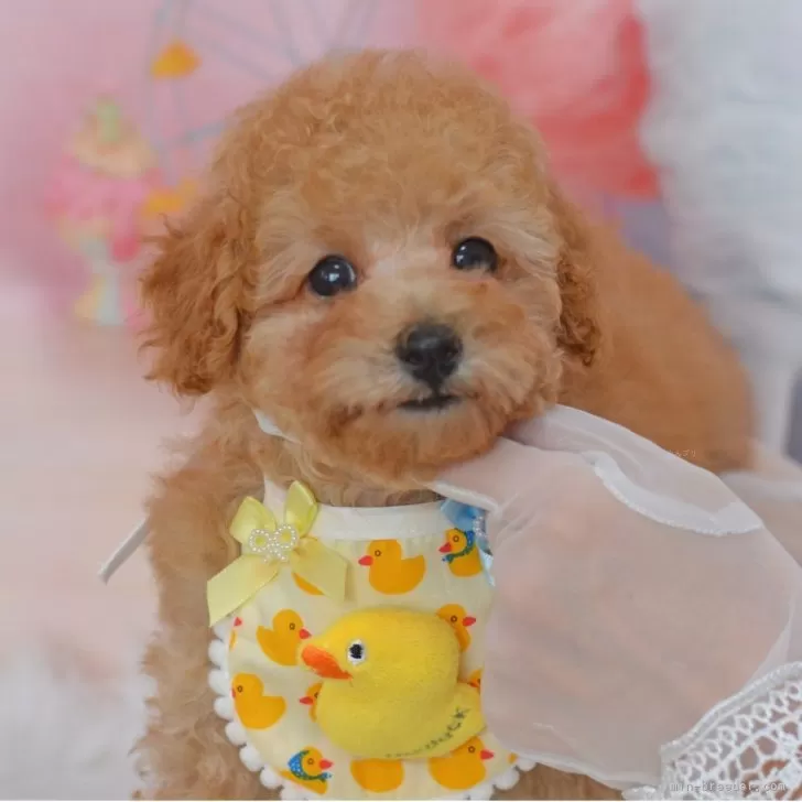 ID：2506-00242の子犬