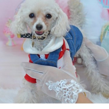 トイプードル(ティーカップ)【埼玉県・女の子・2024年7月14日・ホワイト】の写真「元気で可愛い子です✴1歳４ヶ月1,５kg大きさ確定」