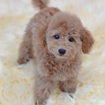 トイプードル(タイニー)【埼玉県・女の子・2025年9月6日・アプリコット】の写真「マズル短め☆たれ目クマ顔ドワーフタイプ」