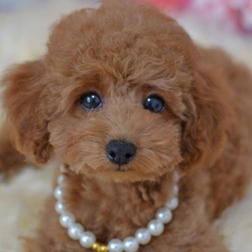 タイニープードル【埼玉県・男の子・2025年3月20日・レッド】の写真「小さめタイニーサイズ予想☆6/15日現在1,5kg」