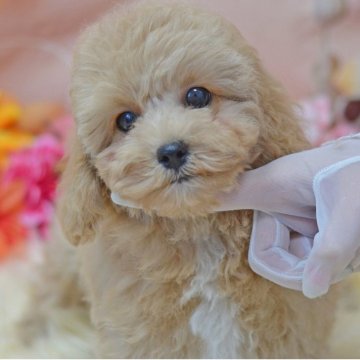 ミックス(トイプードル×ミックス)【埼玉県・男の子・2025年8月10日・アプリコット】の写真「いつでもお引き渡し可能☆ドワーフタイプ」