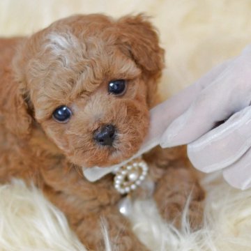 ミックス(トイプードル×ミックス)【埼玉県・男の子・2025年5月20日・アプリコット】の写真「額の三日月がチャーミング☆現在350ｇ」