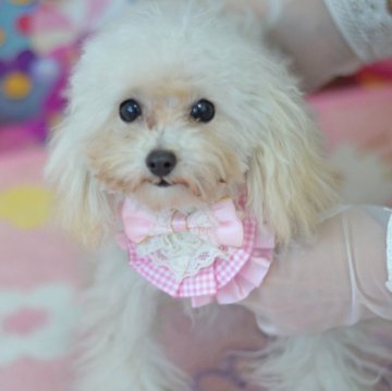 トイプードル(ティーカップ)【埼玉県・女の子・2024年7月14日・クリーム】の写真「小さく成長☆3月17日現在1,4kｇほぼ確定」