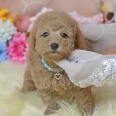 タイニープードル