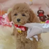 タイニープードル