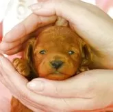 タイニープードル