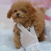 ティーカッププードル