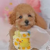 タイニープードル