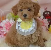 タイニープードル