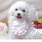 ティーカッププードル