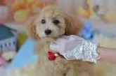 ミックス(トイプードル×ミックス)【埼玉県・女の子・2025年1月20日・クリーム】の写真4