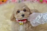 ミックス(トイプードル×ミックス)【埼玉県・男の子・2025年8月10日・アプリコット】の写真5