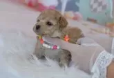 タイニープードル【埼玉県・女の子・2024年12月8日・アプリコット】の写真6