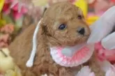 タイニープードル【埼玉県・女の子・2025年3月12日・アプリコット】の写真7