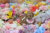タイニープードル【埼玉県・女の子・2025年3月12日・アプリコット】の写真9