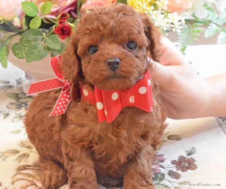 ID:1905-03192の子犬