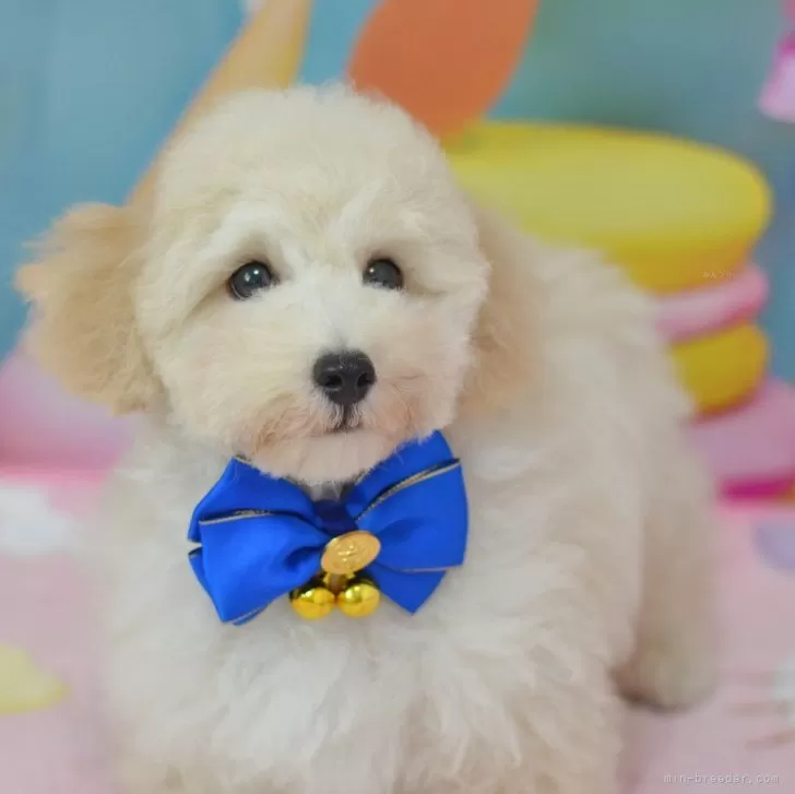 ID：2407-02475の子犬