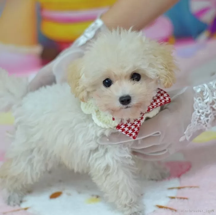 ID:2408-01566の子犬