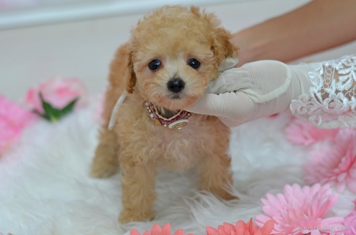 ティーカッププードル 埼玉県 男の子 21年7月5日 アプリコット 上品な顔立ち アイライン バッチリ タレ目 みんなのブリーダー 子犬id 2107 ティーカッププードル 埼玉県 男の子 21年7月5日 アプリコット 上品な顔立ち アイライン バッチリ タレ目 みんなのブリーダー 子犬id 2107