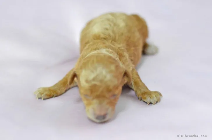 ID：1911-02365の子犬