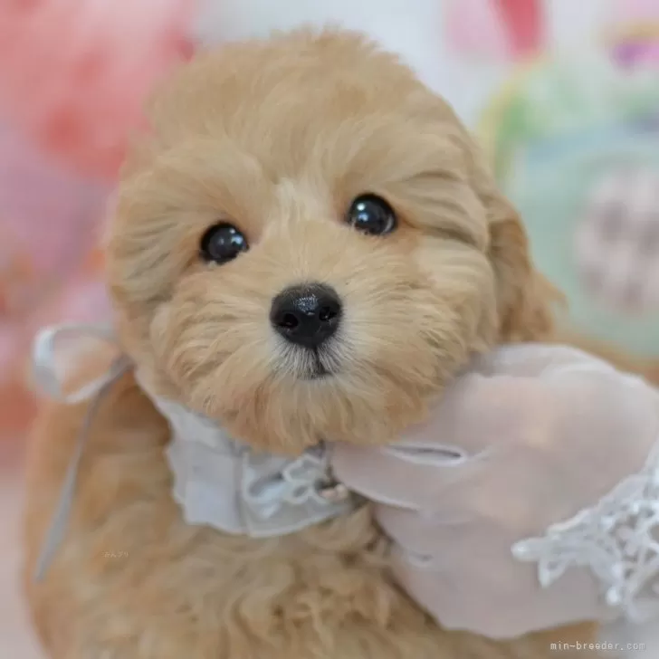 ID:2406-00592の子犬